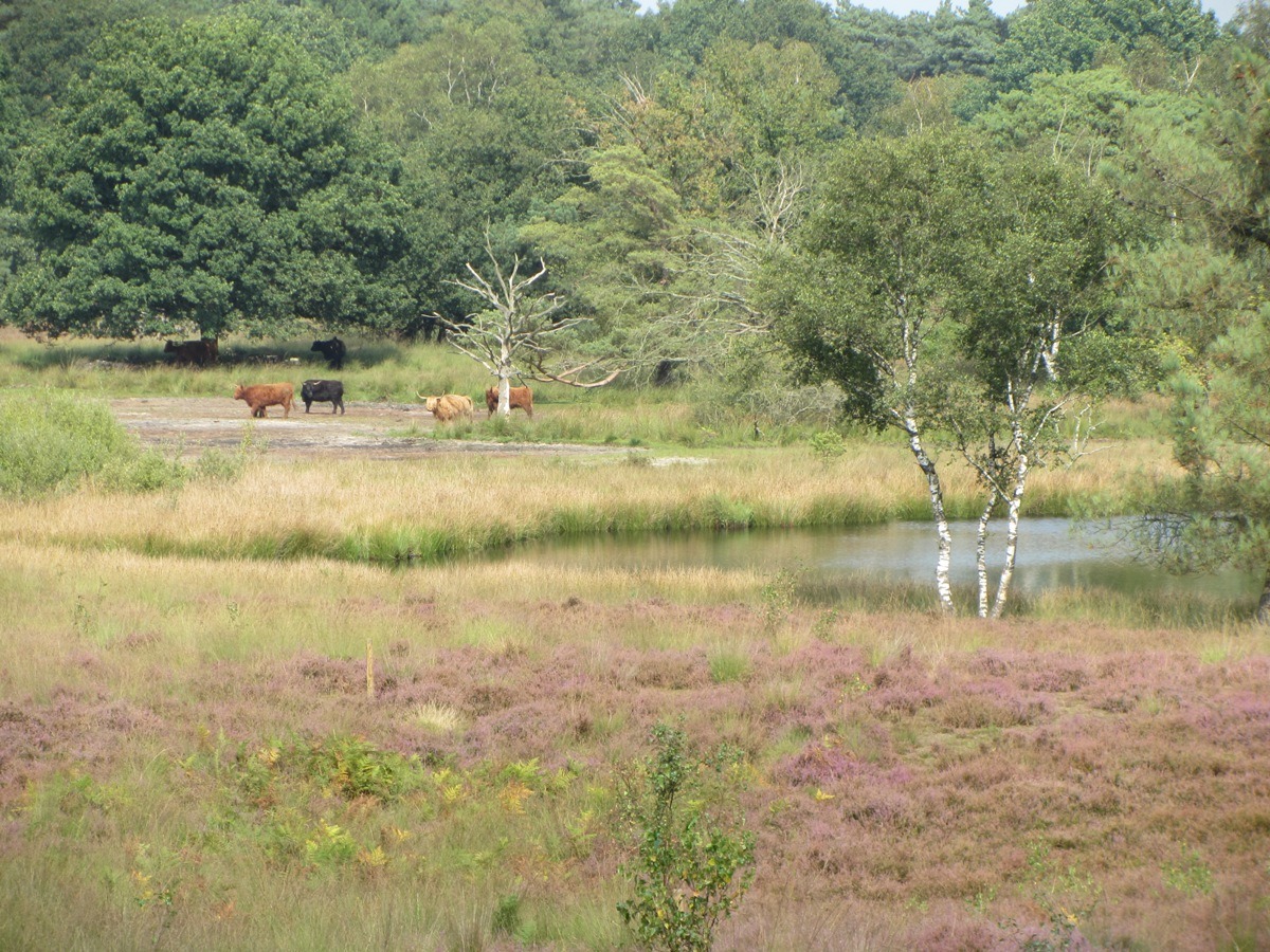 Hoogste punt van het Bergerbos