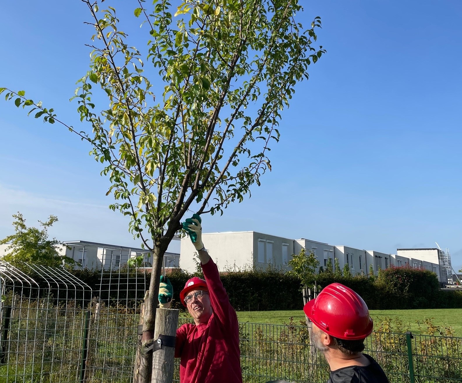 Snoeicursus jonge fruitbomen