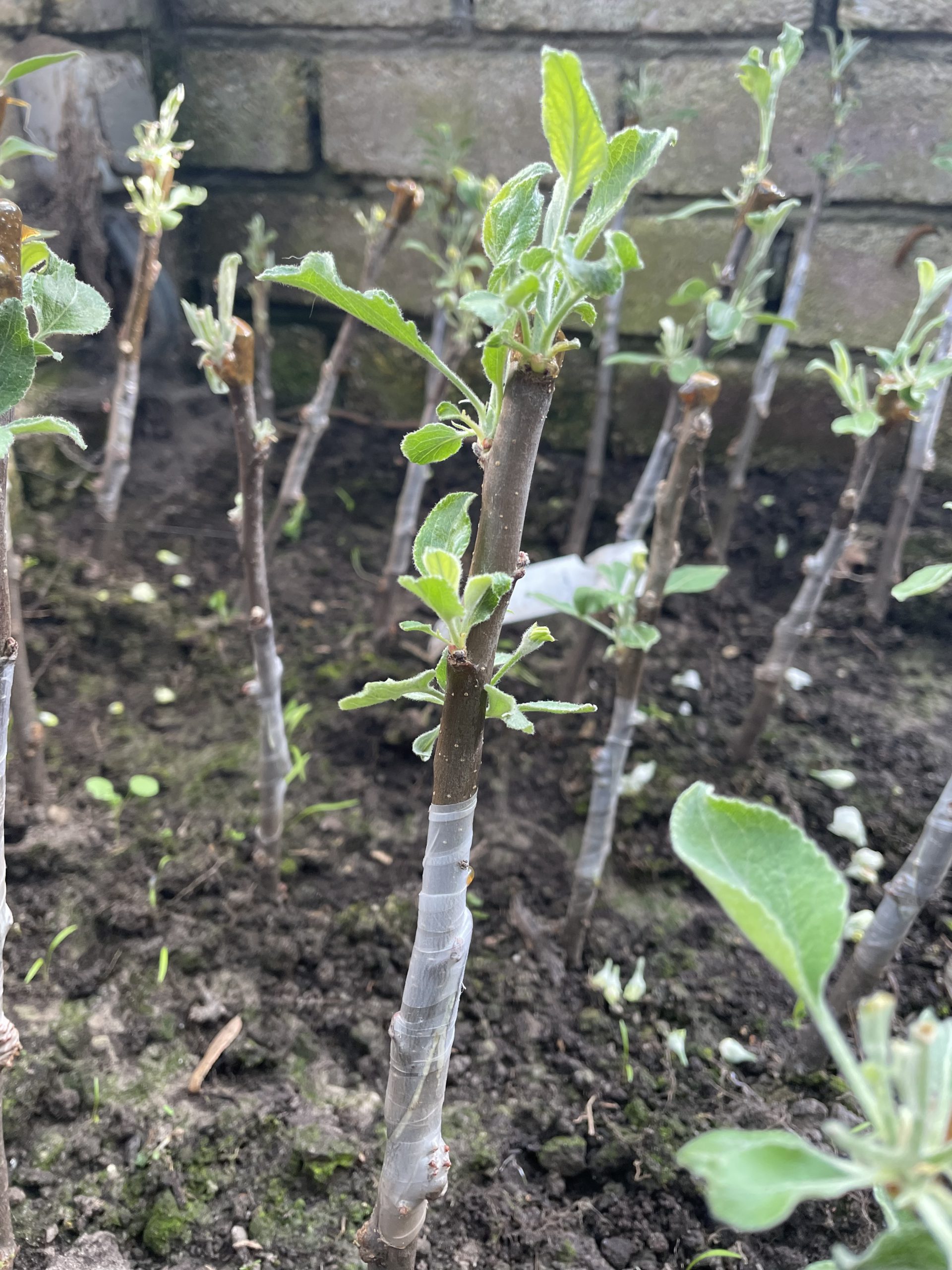 Entcursus hoogstamfruitbomen