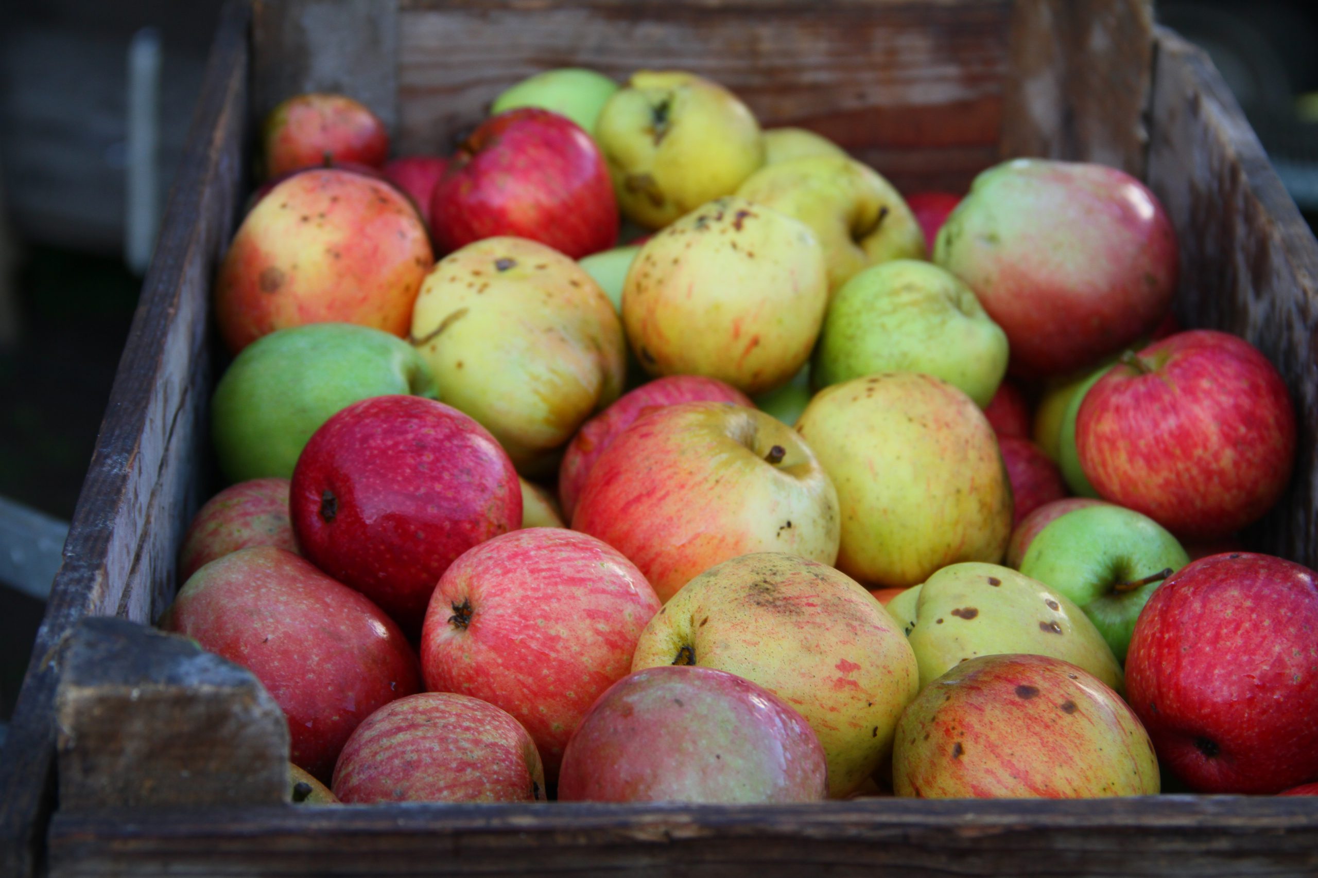 Tussen appel en kits: Fruitdeterminatiedag