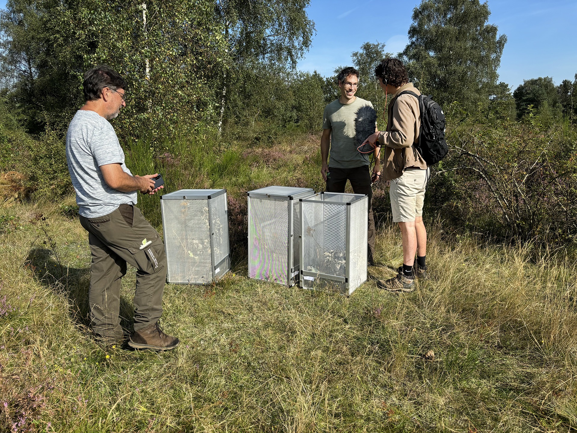 Zadelsprinkhaan keert terug op de Groote Heide bij Venlo