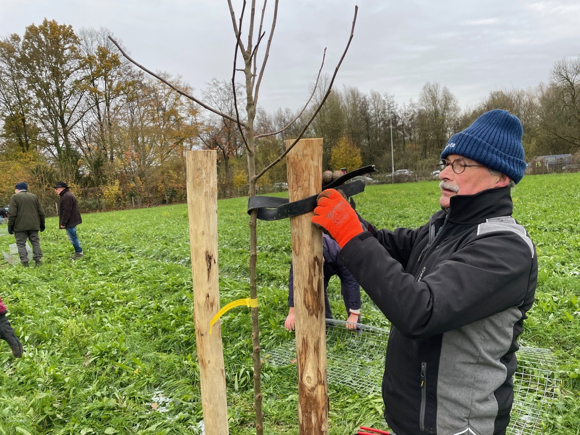 Korte snoei instructie van pas geplante hoogstamfruitbomen